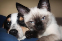 Perro vs gato: ¿con cuál te quedás?