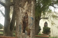 Córdoba: conmoción por la imagen de la Virgen en el tronco de un árbol