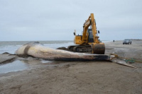 Encontraron muerta a una ballena en San Clemente 