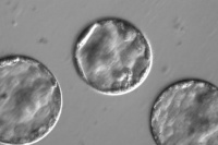 Logran editar genes en embriones humanos para eliminar enfermedades hereditarias