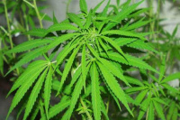 Secuestraron alrededor de 40 plantas de marihuana en Albardón