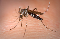 Descubren otro mosquito que sería transmisor de zika