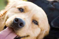 El Gobierno de Buenos Aires destinará 3 millones a las mascotas