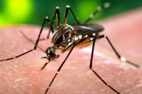 Dengue: más de la mitad de la población mundial vive en zonas de transmisión