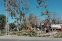  La tala de árboles en la Ignacio De la Roza modificará el microclima del lugar 