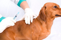 Las mascotas podrán recibir vacunas gratis