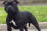 Un perro consumió crack y mató a su dueño durante la filmación de un documental de la BBC