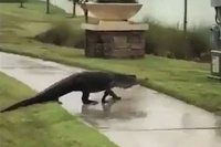 Tras el huracán, caimanes pasean por calles de Florida