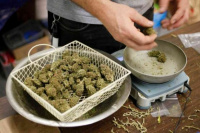 Uruguay: el futuro de la venta de marihuana