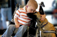 Adiestrarán perros callejeros para acompañar chicos con discapacidad