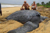 Barcelona: hallaron una tortuga de 700 kilos en una playa de Barcelona