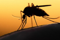 Científicos crean un cóctel anticuerpos que puede ser la esperanza contra el zika