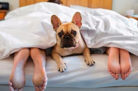 ¿Cuáles son las ventajas y desventajas de dormir con tu mascota?