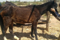 Rescataron una yegua que estaba desnutrida en San Martín