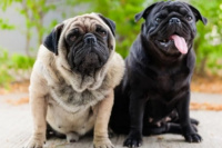 Investigadoras argentinas desarrollaron un test para una enfermedad canina