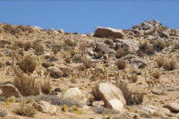 Ambiente realizó monitoreos y censo de camélidos en la Reserva San Guillermo