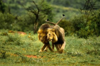 Kenia: culpan al turismo gay por la homosexualidad de los leones
