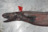 Capturaron por accidente a un tiburón prehistórico con 300 dientes