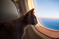 Vacaciones: qué hay que tener en cuenta para viajar con una mascota en avión