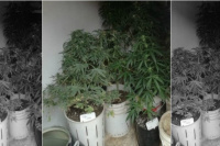 Encontraron dos plantas de marihuana, medio kilo de hojas secas y seis porros