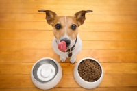 Dietas para mascotas: cuáles son las claves esenciales para una correcta alimentación
