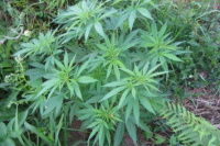 Una denuncia de violencia derivó en el hallazgo de 14 plantas de marihuana 