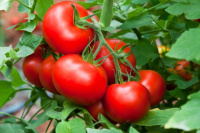 Lanzan crédito para la cosecha de tomate