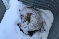 Un perro ciego que sobrevivió cinco días atrapado en la nieve