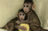 Sin precedentes en el mundo: China clonó dos monos