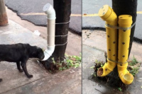 Publicó una ingeniosa idea para darle de comer a los perros callejeros y se hizo viral