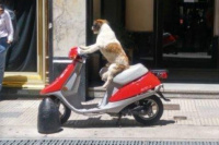 Un perro en moto enloquece a Buenos Aires