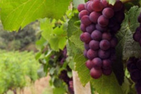 La Federación de Viñateros estima que en el 2018 habrá un 20% mas de uva que el año pasado