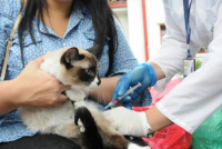 Capital: vacunan gratis a perros y gatos