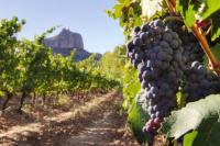 Gobierno destinó más de $700 millones para respaldar al sector vitivinícola