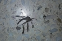 En plena alerta por dengue, mosquitos gigantes causaron conmoción