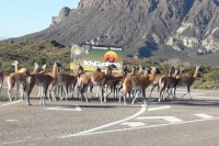 Postal única: captaron a decenas de guanacos caminando en el ingreso de Ischigualasto