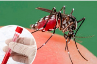 Ya son 161 los muertos por dengue en Argentina y hay más de 230 mil casos registrados
