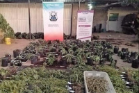 Munisaga, tras el histórico hallazgo de marihuana: “Trabajamos para luchar contra las drogas en San Juan”