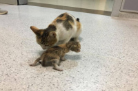 Tiernísimo: una gata llevó a su cría enferma hasta la guardia de un hospital