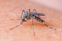 Guardias colapsadas en todo el país ante el aumento de casos de Dengue