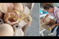 Video: un pollito nació en un maple de huevos que estaba a punto de ser vendido
