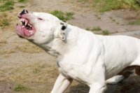 Dos Dogos atacaron a un ladrón que intentó meterse a una casa en Albardón