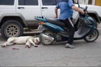 Detienen a un hombre que arrastraba a un perro desde una moto