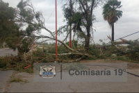 San Martín: El viento derrumbó un árbol y desprendió el tendido eléctrico