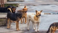 Preocupación en Albardón por reiteradas denuncias de mascotas envenenadas