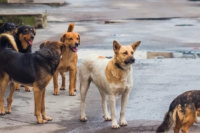 Una mujer fue atacada por una jauría de perros en Albardón