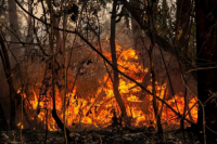 Incendios en Corrientes: Se quemó más del 15% de los Esteros del Iberá