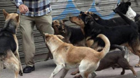 Siguen sin aparecer los perros que mataron a Daniel Morales