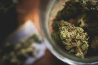 Un estudio de Harvard advirtió que cannabis puede alterar la química cerebral 