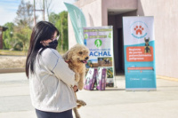 Realizaron más de 140 castraciones de perros en Jáchal y seguirán en otros departamentos